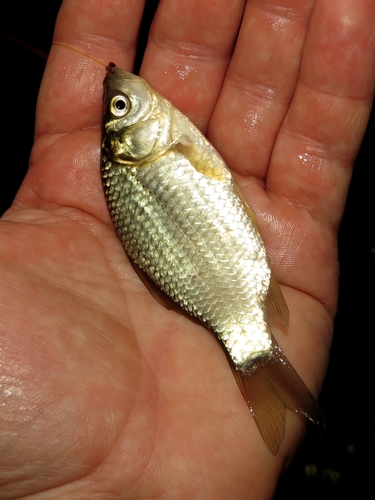 Gibel carp (Carassius gibelio) — Cyprinidae — 5