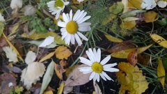 Tripleurospermum inodorum