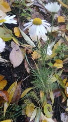 Tripleurospermum inodorum