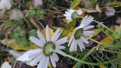 Tripleurospermum inodorum