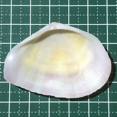 Tellinella virgata