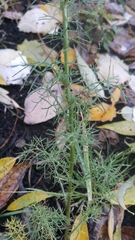 Tripleurospermum inodorum