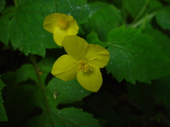 Stylophorum lasiocarpum