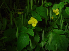 Stylophorum lasiocarpum