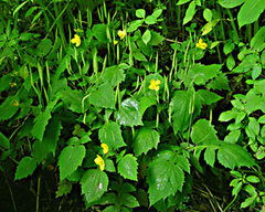 Stylophorum lasiocarpum