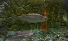 Pollachius pollachius