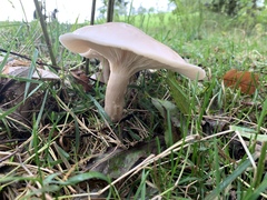 Fungi