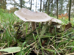 Fungi