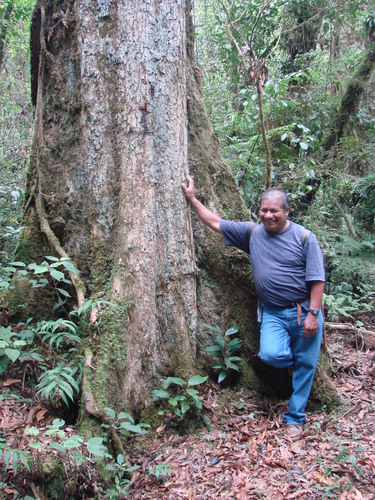 Oreomunnea mexicana