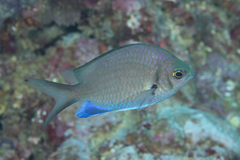 Chromis alpha