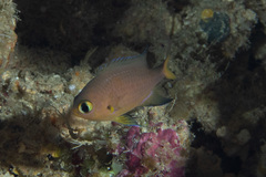 Pycnochromis atripes