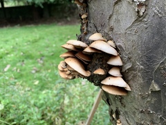 Fungi