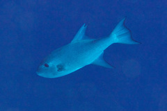 Canthidermis maculata