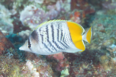 Chaetodon mertensii