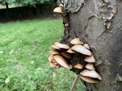 Fungi