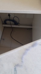 Philothamnus natalensis