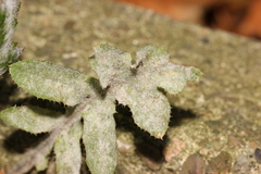 Golovinomyces sonchicola