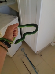 Philothamnus natalensis