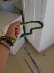 Philothamnus natalensis