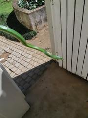 Philothamnus natalensis