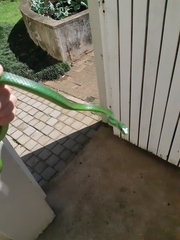 Philothamnus natalensis