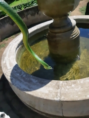 Philothamnus natalensis