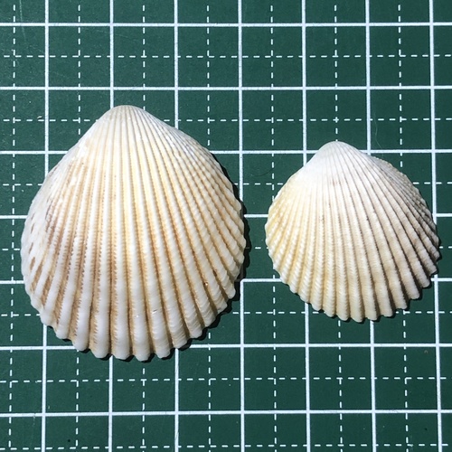 Vasticardium subrugosum