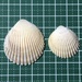 Vasticardium subrugosum