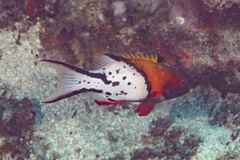 Bodianus anthioides