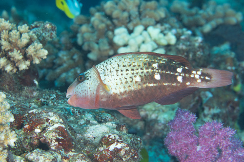 Pacific Bullethead Parrotfish