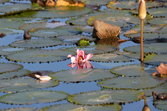 Nymphaea rubra