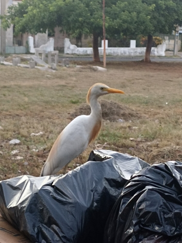 Western Cattle-Egret