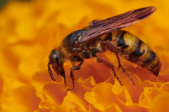 Phalerimeris madurensis