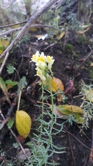 Linaria vulgaris