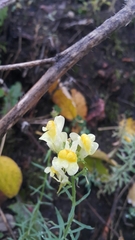 Linaria vulgaris