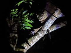 Paradoxurus philippinensis