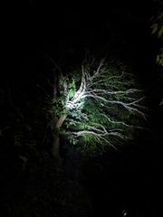 Paradoxurus philippinensis