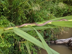 Dendrelaphis caudolineatus