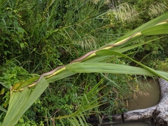 Dendrelaphis caudolineatus