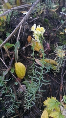Linaria vulgaris