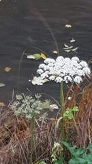 Heracleum sosnowskyi