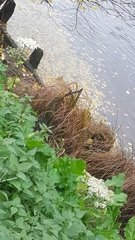Heracleum sosnowskyi