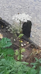 Heracleum sosnowskyi