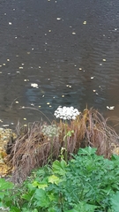 Heracleum sosnowskyi