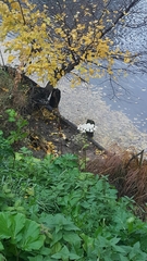 Heracleum sosnowskyi