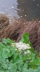 Heracleum sosnowskyi