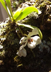 Sarcochilus falcatus