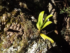 Sarcochilus falcatus