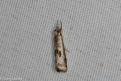 Microcrambus croesus