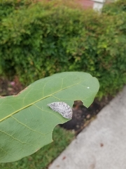 Megalopyge opercularis